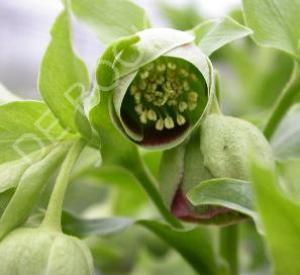 Helleborus foetidus