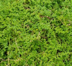 Herniaria glabra