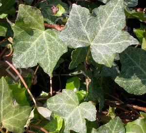 Hedera helix