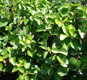 Hedera helix 'Arbori Compact'