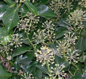 Hedera helix 'Arborescens'