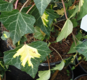 Hedera helix 'Goldheart'