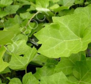 Hedera helix 'Hibernica'