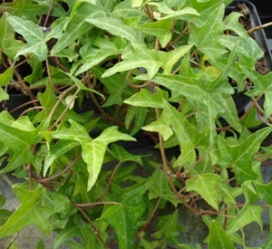 Hedera helix 'Sagittifolia'