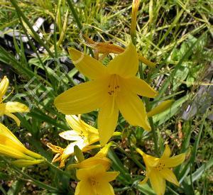 Hemerocallis lilioasphodelus