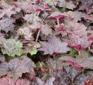 Heuchera micrantha 'Palace Purple'