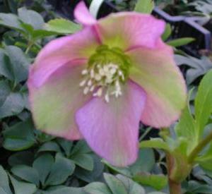 Helleborus orientalis 'Pink Lady'