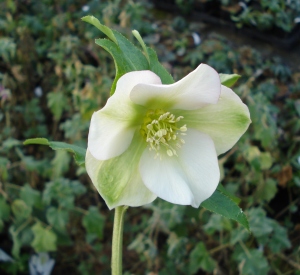 Helleborus orientalis 'White Lady'