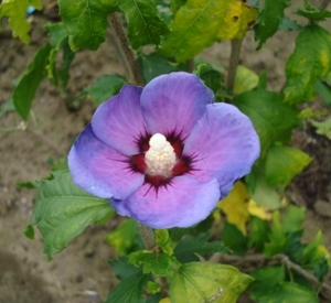 Hibiscus syriacus 'Azurri'