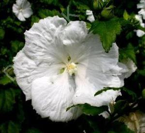 Hibiscus syriacus 'Diana'