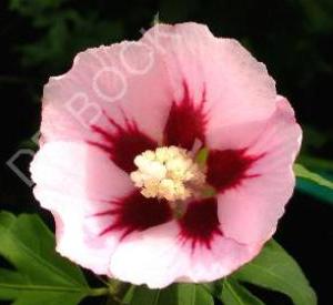 Hibiscus syriacus 'Hamabo'