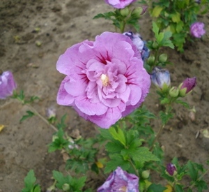 Hibiscus syriacus 'Lavender Chiffon'