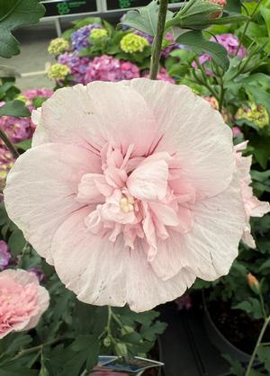Hibiscus syriacus 'Pink Chiffon'