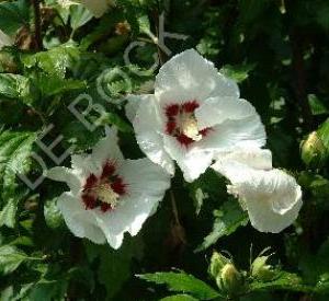 Hibiscus syriacus 'Red Heart'