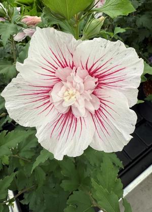 Hibiscus syriacus 'Starburst Chiffon' ®