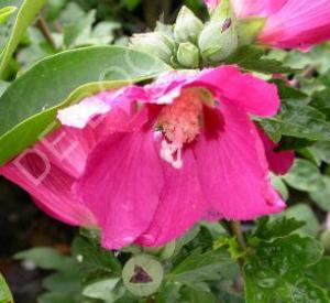 Hibiscus syriacus 'Woodbridge'