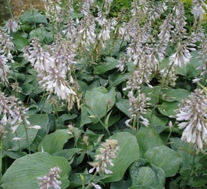 Hosta 'Blue Angel'