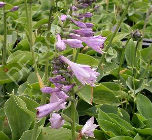 Hosta 'Blue Cadet'