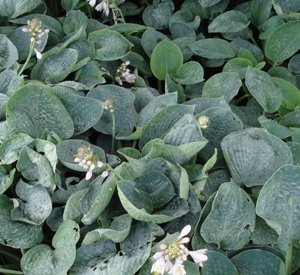 Hosta 'Big Daddy'