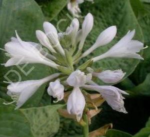 Hosta 'Bressingham Blue'