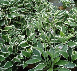 Hosta 'Patriot'