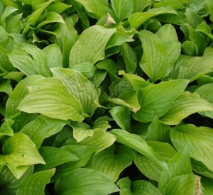 Hosta 'Royal Standard'