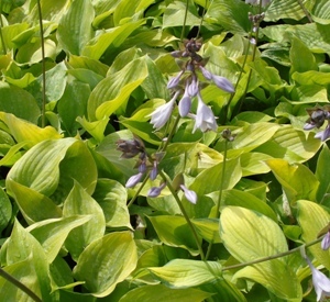 Hosta 'Sum and Substance'