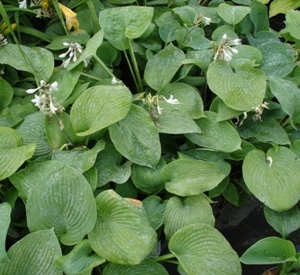 Hosta sieboldiana 'Elegans'