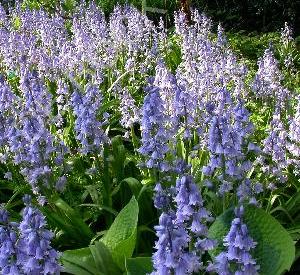 Hosta sieboldiana 'Frances Williams'