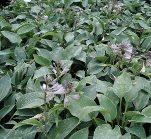 Hosta tardiana 'Halcyon'