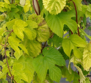 Humulus lupulus 'Aureus'