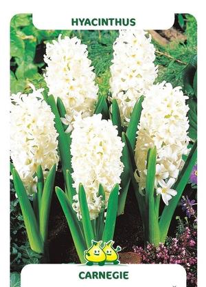 Hyacinthus 'Carnegie'