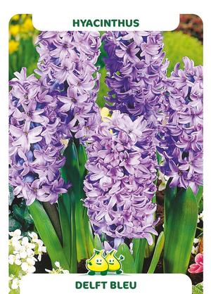 Hyacinthus 'Delft Blue'