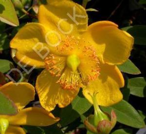 Hypericum 'Hidcote'