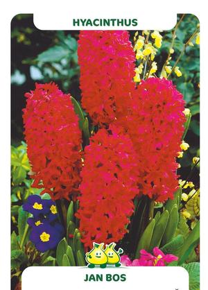 Hyacinthus 'Jan Bos'