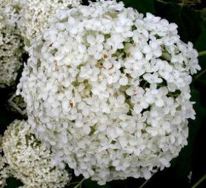 Hydrangea arborescens 'Annabelle'