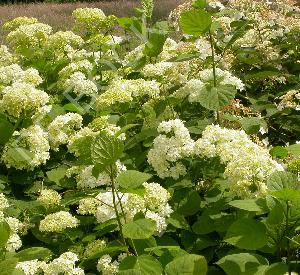 Hydrangea arborescens 'Grandiflora'