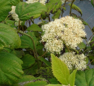 Hydrangea arborescens 'Hills of Snow'