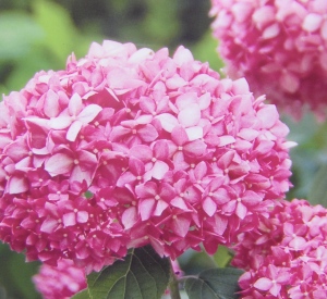 Hydrangea arborescens 'Invincibelle' (r)