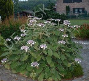 Hydrangea aspera 'Macrophylla'