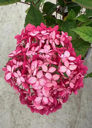 Hydrangea arborescens 'Ruby Annabelle'