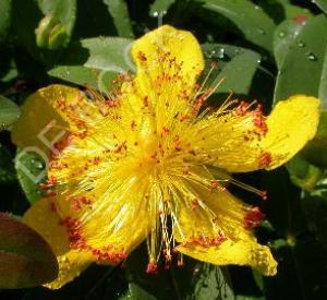 Hypericum calycinum