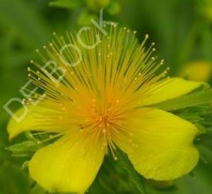 Hypericum densiflorum 'Buttercup'