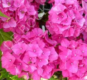 Hydrangea macrophylla 'Alpengluhen'