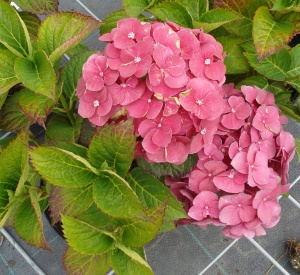 Hydrangea macrophylla 'Altona'