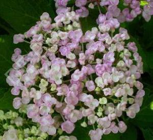 Hydrangea macrophylla 'Ayesha'