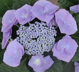 Hydrangea macrophylla 'Blaumeise'