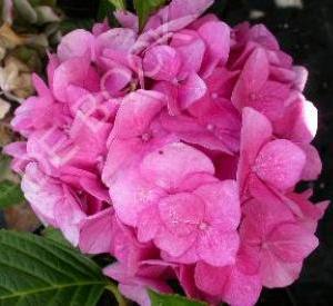 Hydrangea macrophylla 'Bodensee'