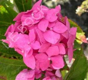 Hydrangea macrophylla 'Blauer Prinz'