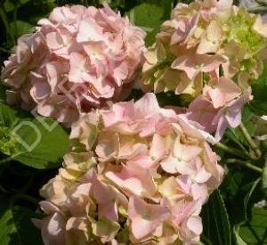 Hydrangea macrophylla 'Bouquet Rose'